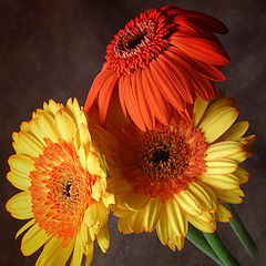 photo "Colorful Trio"