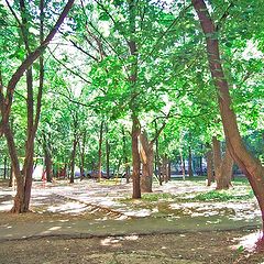 photo "Green curtain"