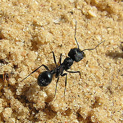 photo "Ant"