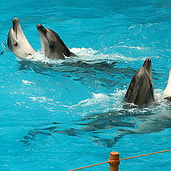 photo "Dolphins party"