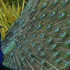 photo "peacock"