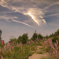 фото "Sommer"