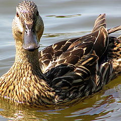 photo "Duck ordinary"