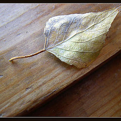 photo "Last leaf"