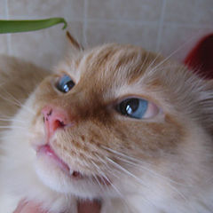 photo "my lovely cat"