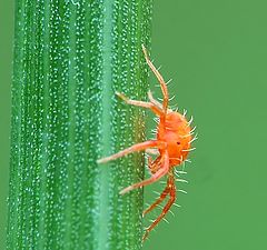 photo "Pink panthet (?)"