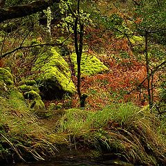 photo "Elves' dreaming place"