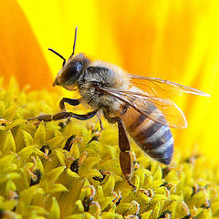 фото ""Bee""