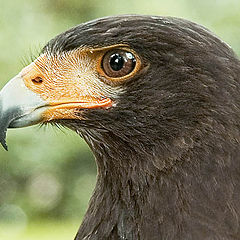 фото "Stellerґs sea-eagle 1"