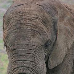 photo "elephant"