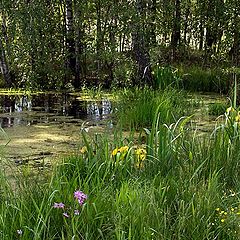 photo "June flowering."