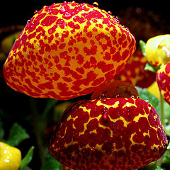 photo "Calceolaria Herbeohybrida I"