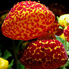 фото "Calceolaria Herbeohybrida I"