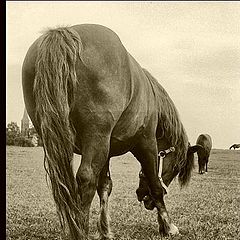 photo "horse backside"