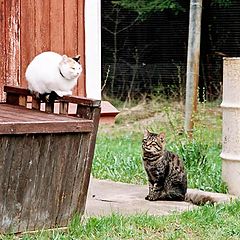 photo "Romeo & Juliet"