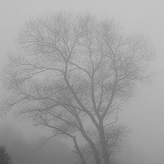 фото "Fog"