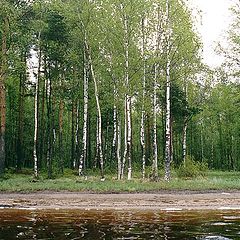 photo "Birches on the wood coast of the lake"