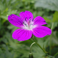 photo "wild flower"