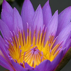 фото "Blue Waterlily"