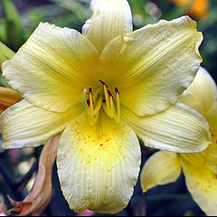 photo "Yellow Flower"