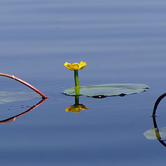 photo "Yellow water lily"