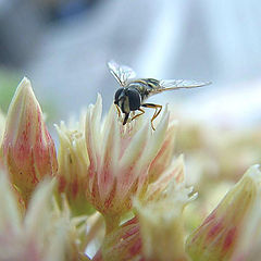 photo "Miniscule Meal"