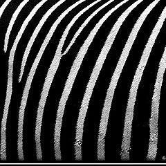 photo "Zebras skin"