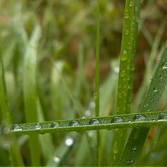 photo "morning perles"