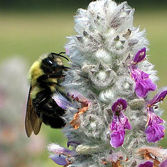 photo "Hungry Bee 2005"