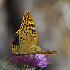 фото "Madam Butterfly"