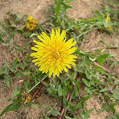 photo "Dandelion"