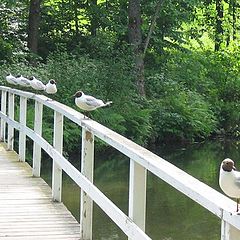 photo "Birds on the bridge"