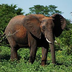 photo "Zambezi National Park (Zimbabve)"
