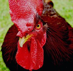 photo "Rhode Island Red"