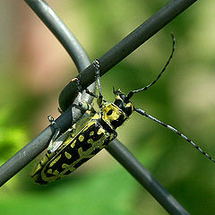 photo "Insects World - Beetle"