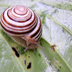 photo "snail"