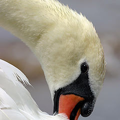 photo "Portrait of a Swan"