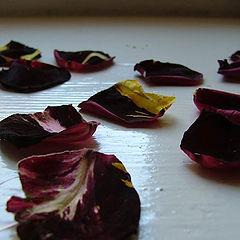 photo "Dry petals of roses"