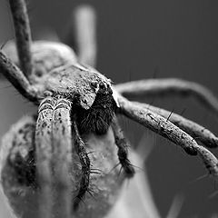 photo "Spider"