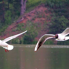 photo "Seagulls"