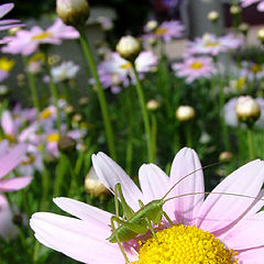 photo "Flower & Insect"