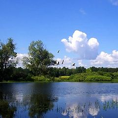 photo "Birds on lake"