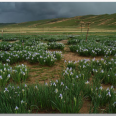 photo "wild flowers"