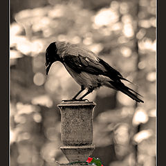 photo "The guard of eternal rest..."