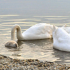 photo "family lessons"