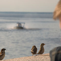 photo "Hey, whether you will treat a birdy?"