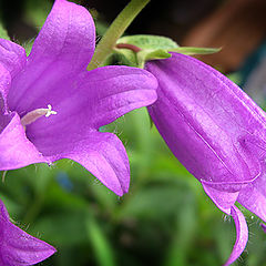 photo "Field flowers #4"