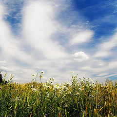 фото "Summer breath"