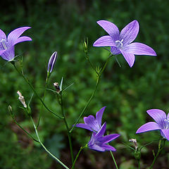 фото "dzbanuszki"