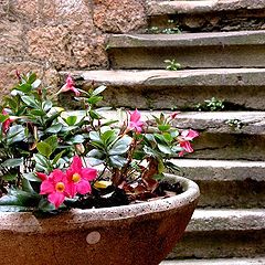 фото "stairs and flowers"